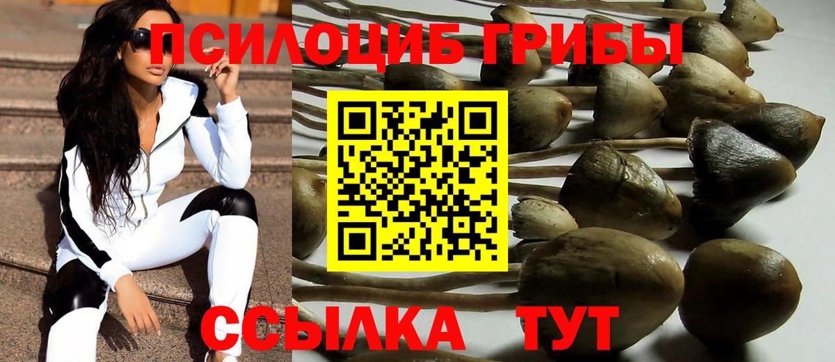 Псилоцибиновые грибы Psilocybine cubensis Ликино-Дулёво